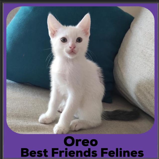 Photo of Oreo 
