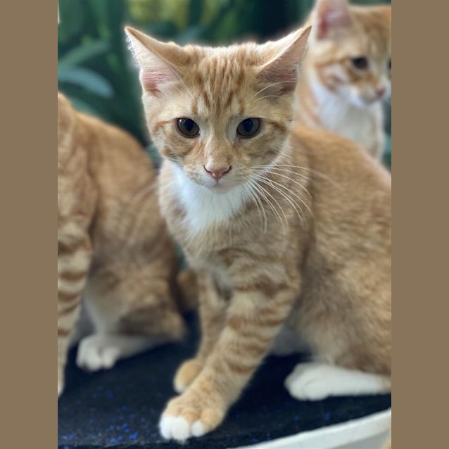 Photo of King