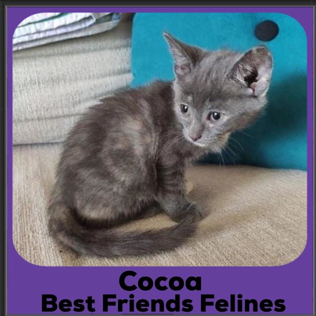 Photo of Cocoa 