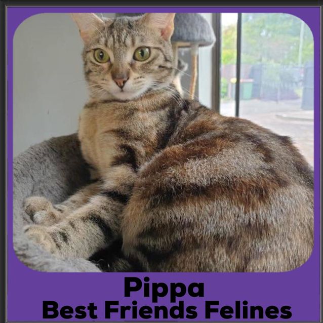 Photo of Pippa 