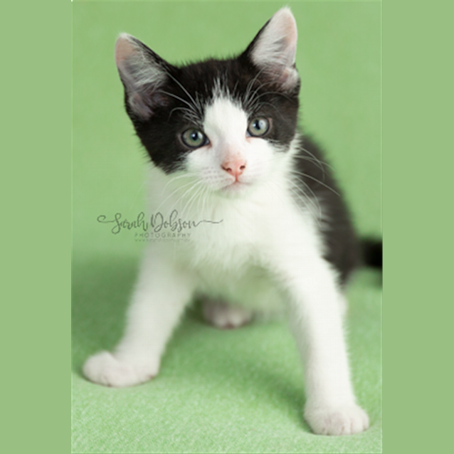 Photo of Maverick
