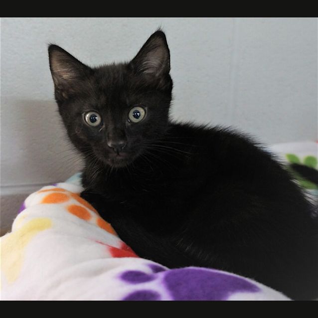 Photo of Minx
