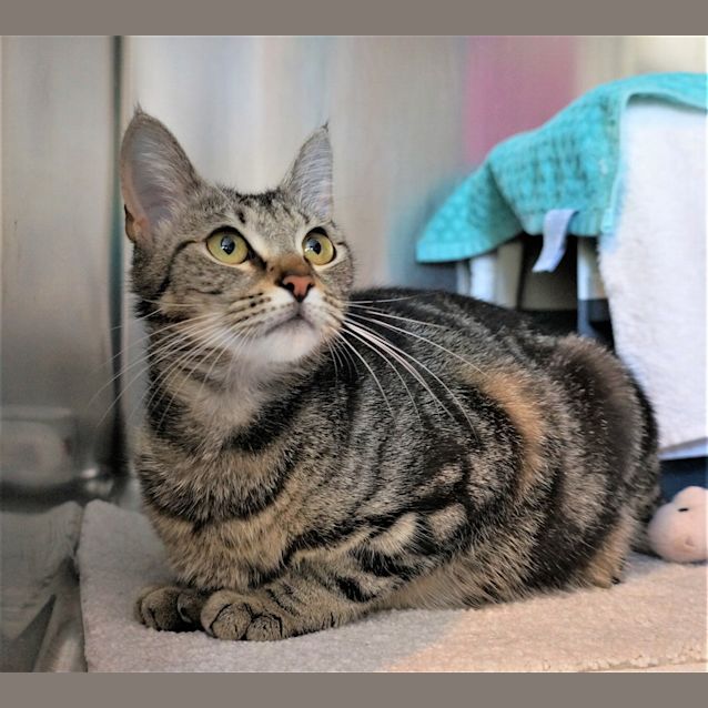 Photo of Buttercup