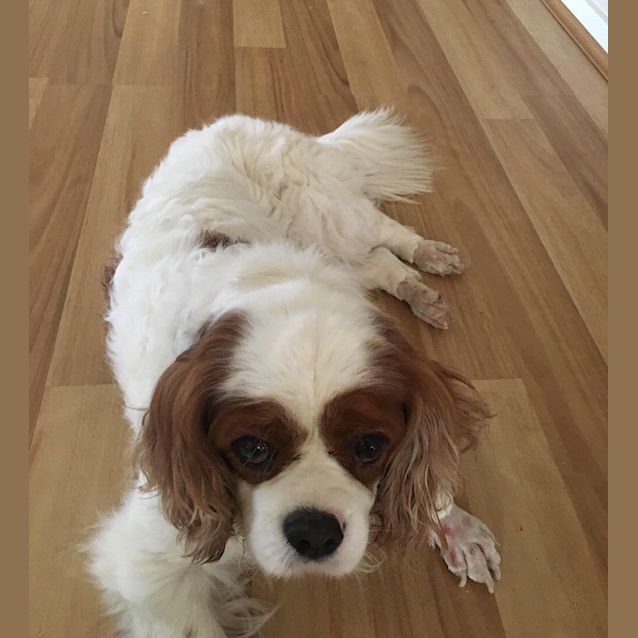 Photo of Bilbo Aka Billy