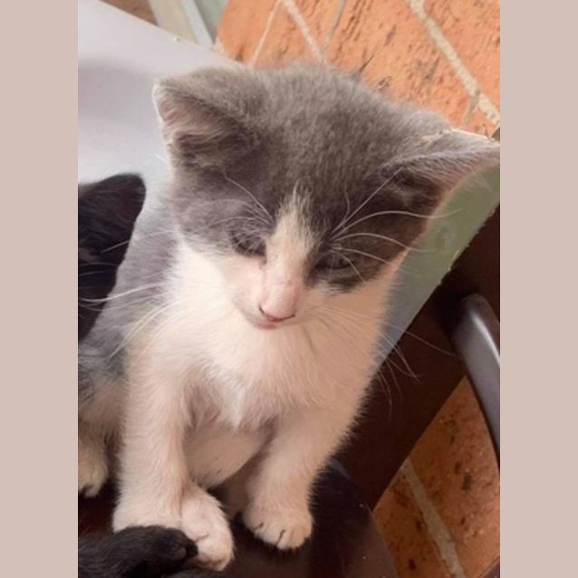 Photo of Cosmo