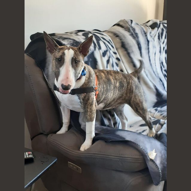 Photo of Roxy   Foster With View To Adopt