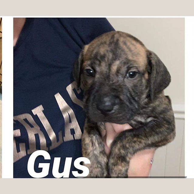 Photo of Gus