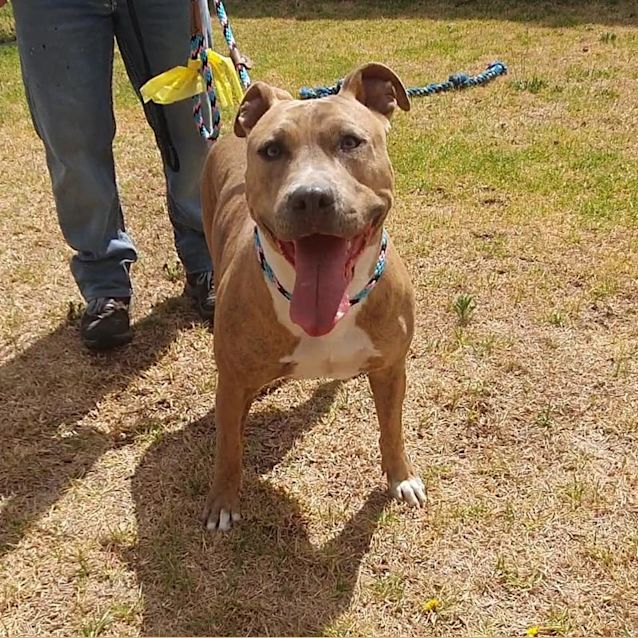 Photo of Scout Dl2583