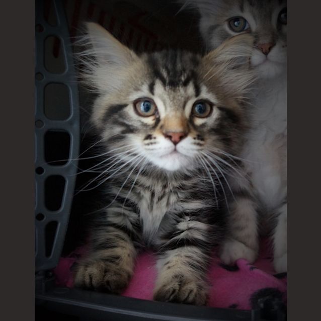 Photo of Lex