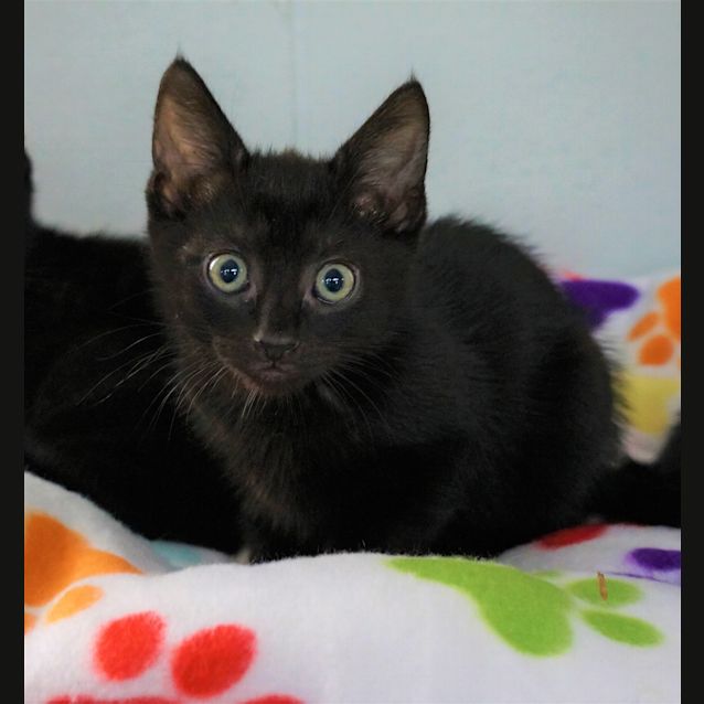 Photo of Link