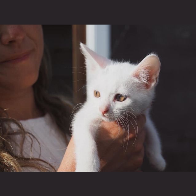 Photo of Alice ~ 7wk Old Kitten (On Trial 31/12/20)