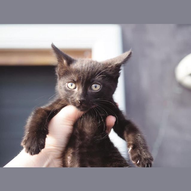Photo of Poppie ~ 7wk Old Kitten (On Trial 28/12/2020)