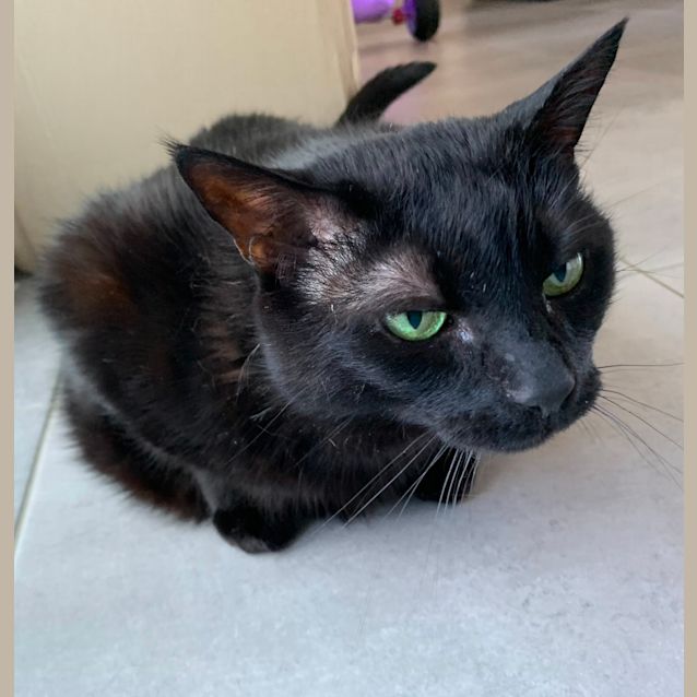 Photo of Willow