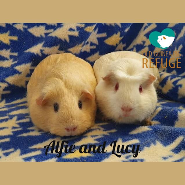 Photo of Lucy And Alfie (Desexed Male)