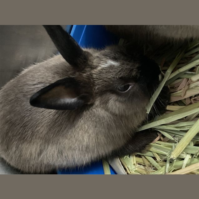 Photo of Poliwag