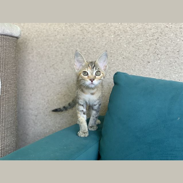 Photo of Sassy