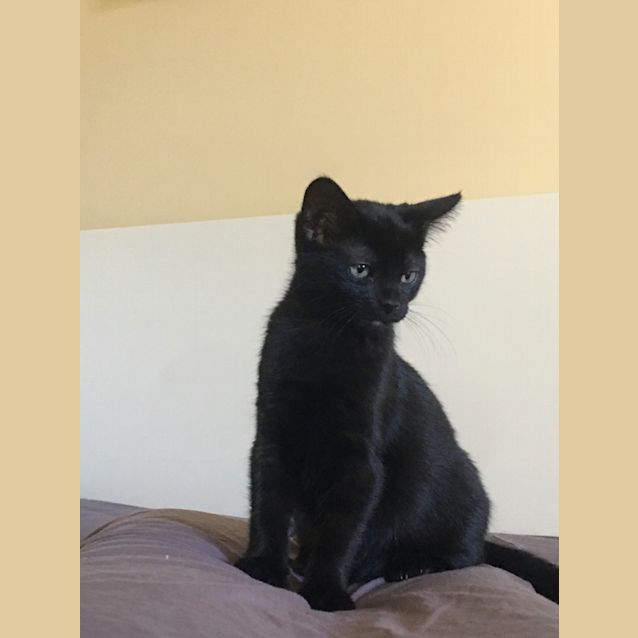 Photo of Betty Whiskers