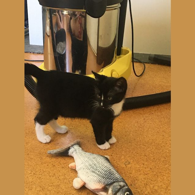 Photo of Lacey Blaze