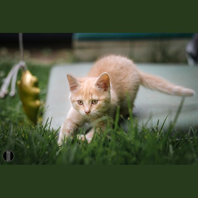 Photo of Topsy