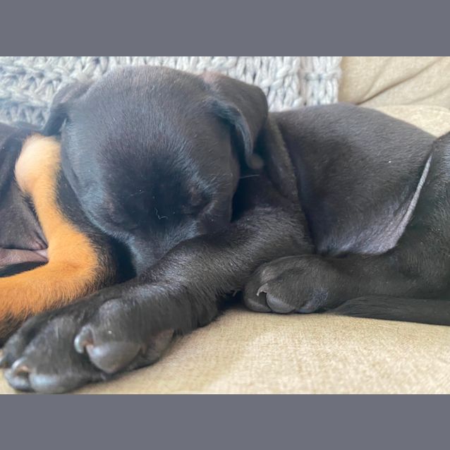 Photo of Chilli