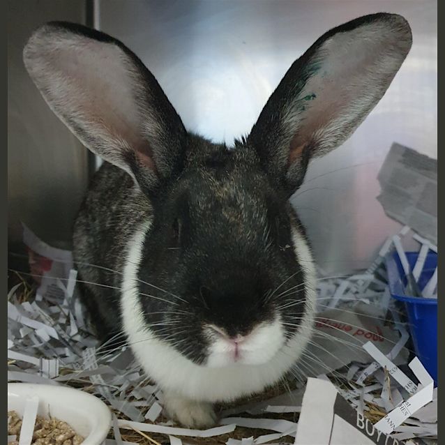 Photo of Mopsy