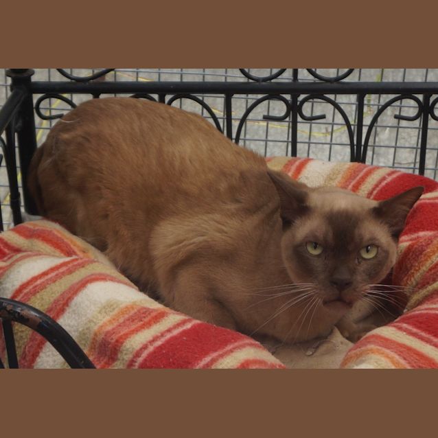 Photo of Alto