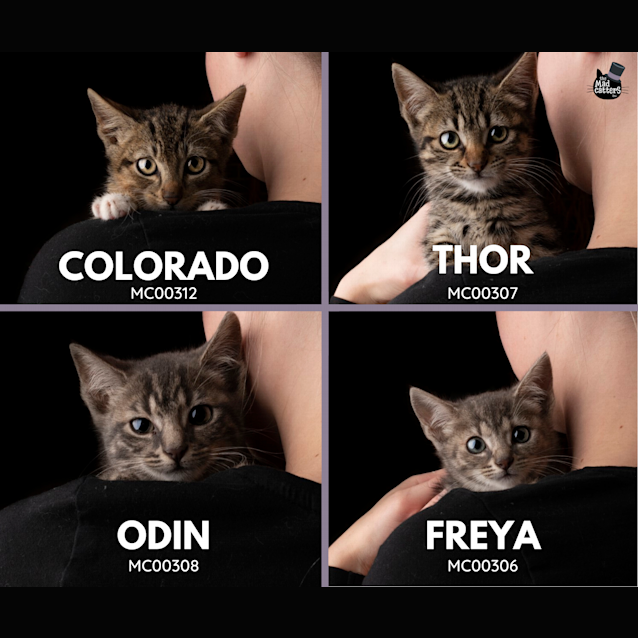 Photo of Odin, Thor, Freya, Colorado 