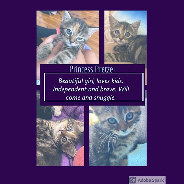 Photo of Pretzel And Lamington