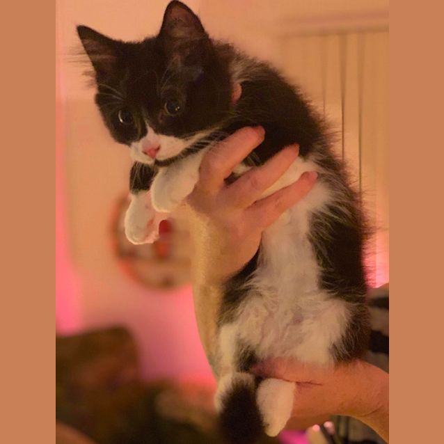 Photo of Shadow 💙💙💙