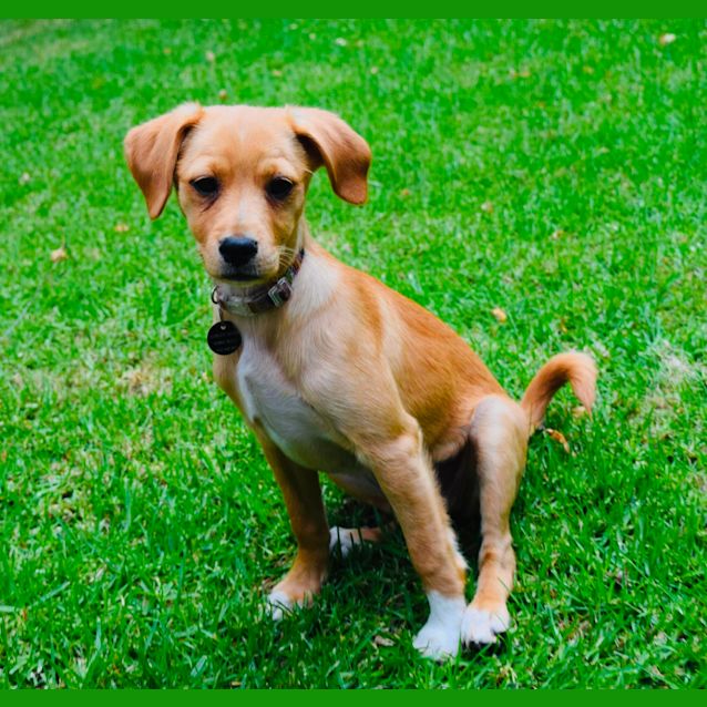 Photo of Nala