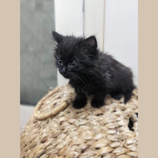 Photo of Linus