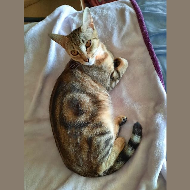Photo of Tiger Lily 