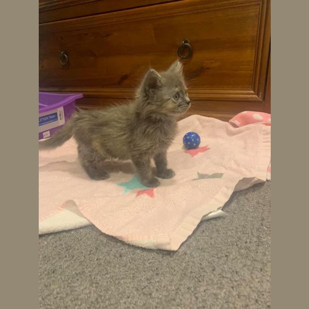 Photo of Cindy Brady 