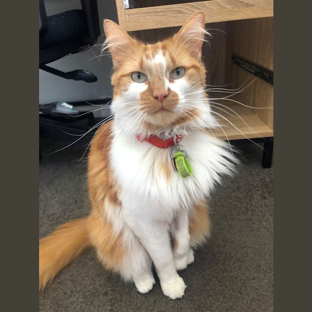 Photo of Indi 