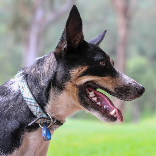 Photo of Paisley