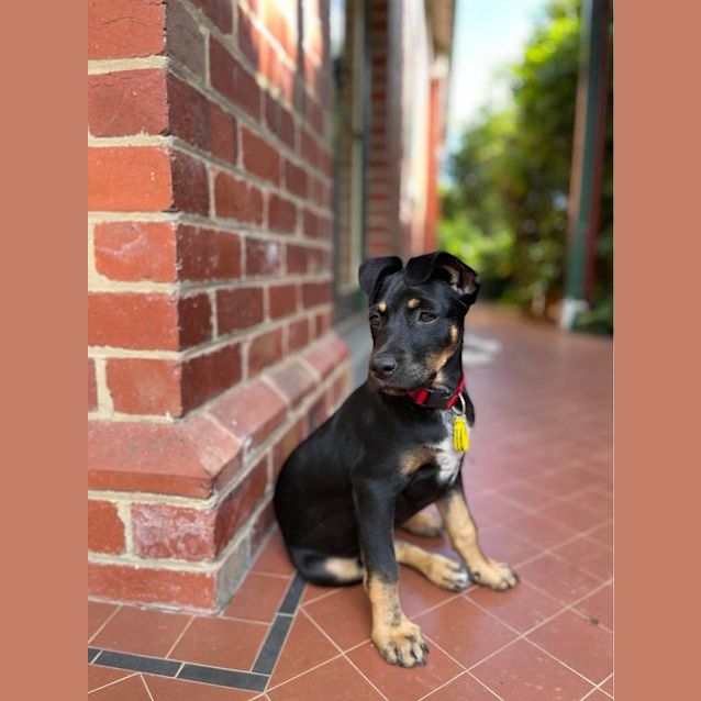 Photo of Daisy