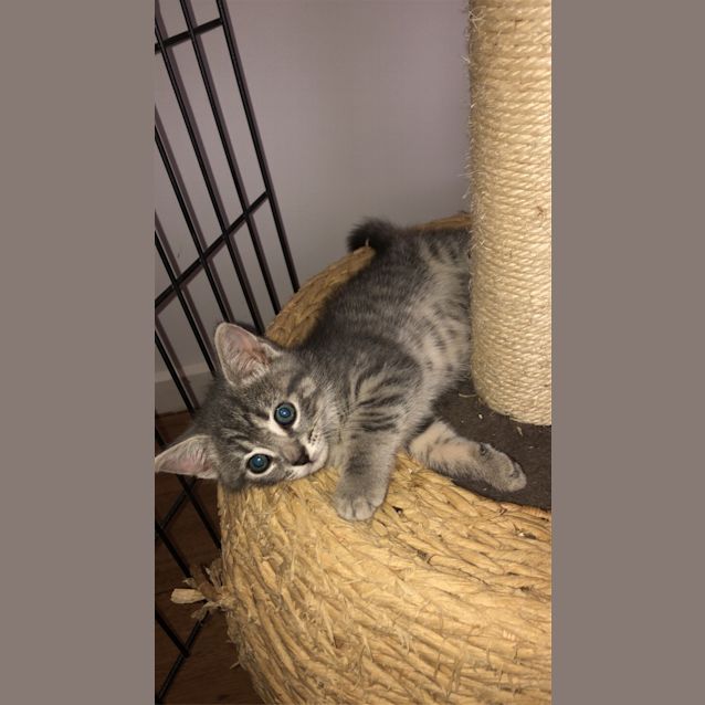 Photo of Fudge