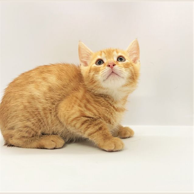 Photo of Fritz   Located In Northcote