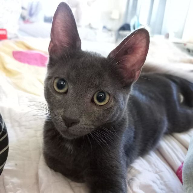 Photo of Jasper 