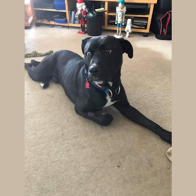 Photo of Koda