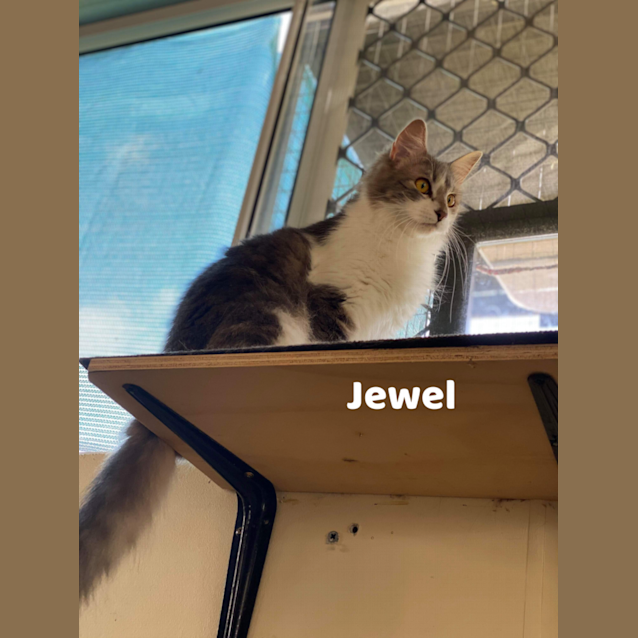 Photo of Jewel