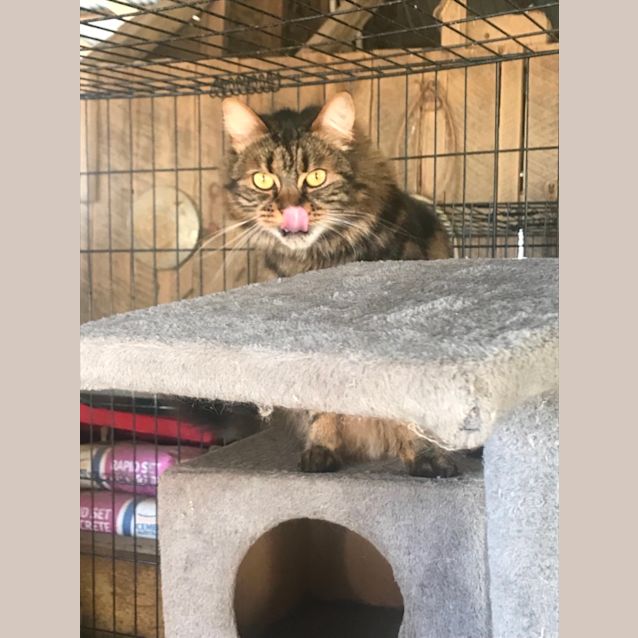 Photo of Mischa