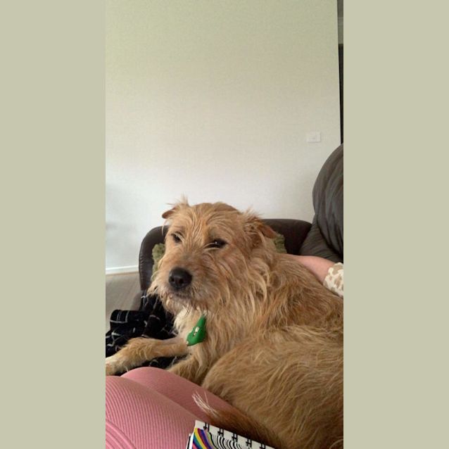 Photo of Bear