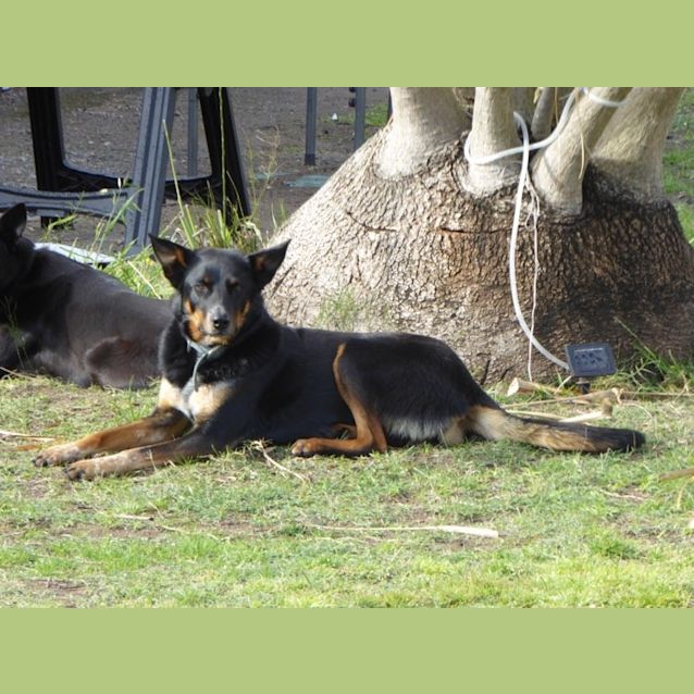 Photo of Buddy Girl ~ 9yr Old Kelpie (On Trial 8/2/21)