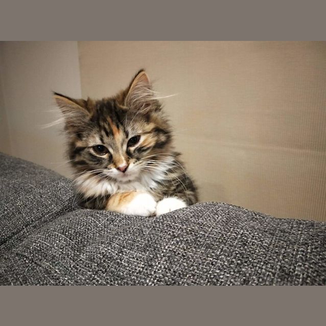 Photo of Oreo ❤