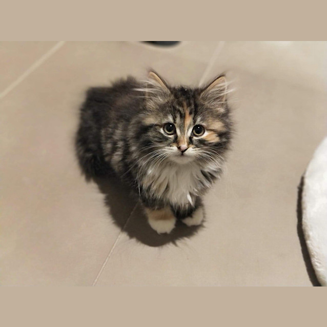 Photo of Oreo ❤