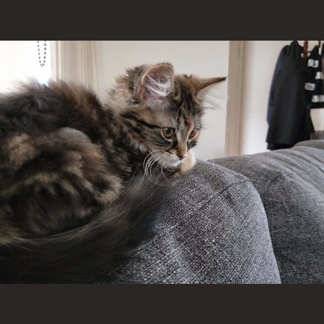 Photo of Oreo ❤