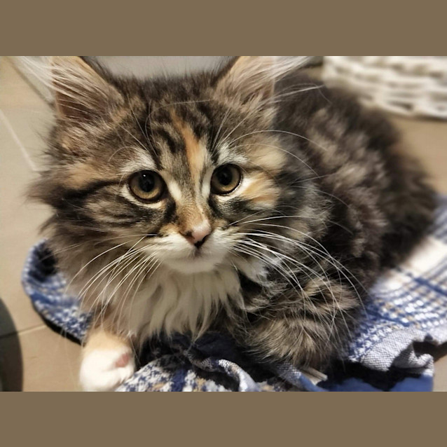 Photo of Oreo ❤