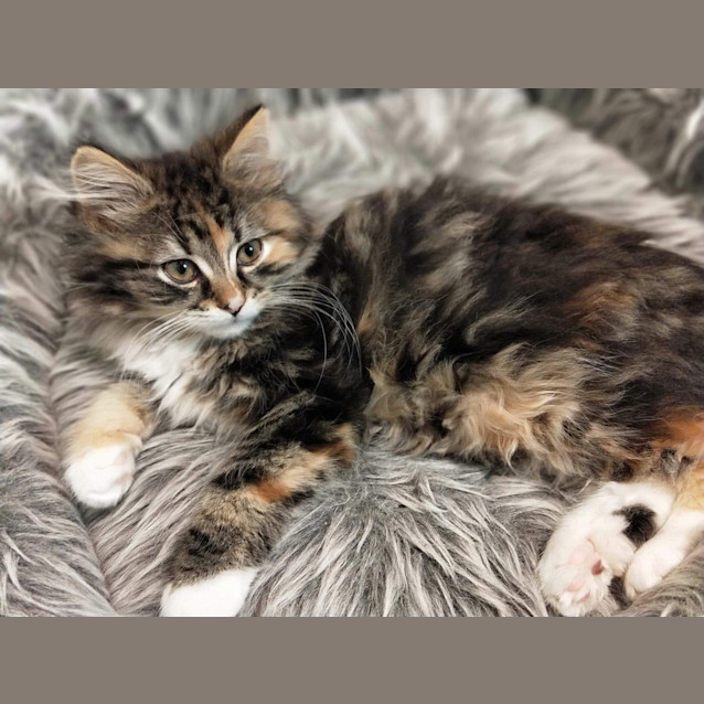 Photo of Oreo ❤