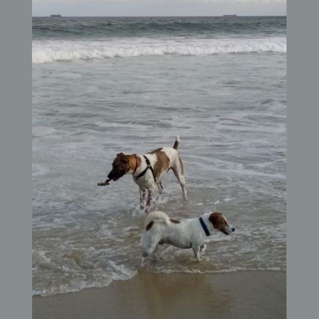 Photo of Danny ~ 17mo Pointer X (On Hold Pend. Trial 2/2/21